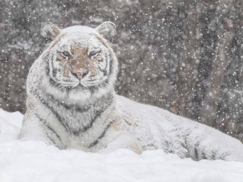 最帅雪地白老虎图片图片