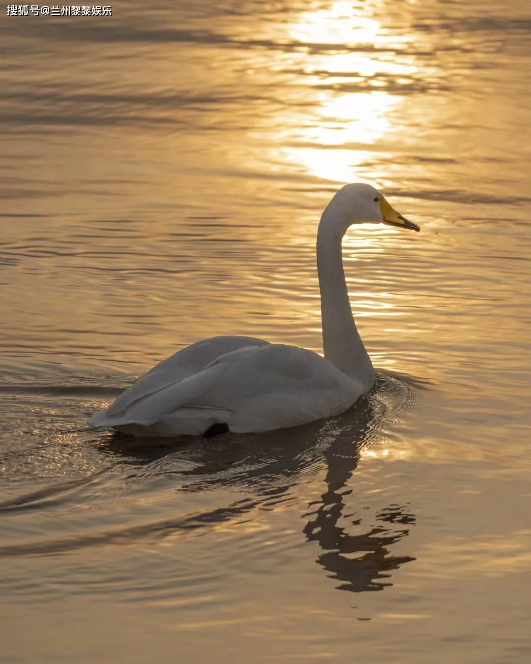 兰州三江口白天鹅高清美图素材(兰州达川天鹅滩白衣仙子)_手机搜狐网
