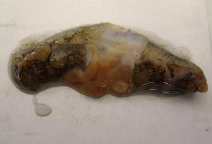 海参盾纤毛虫严重泛滥安全用药意识提高如何针对解决盾纤毛虫