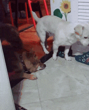305_377竖版 竖屏gif 动态图 动图