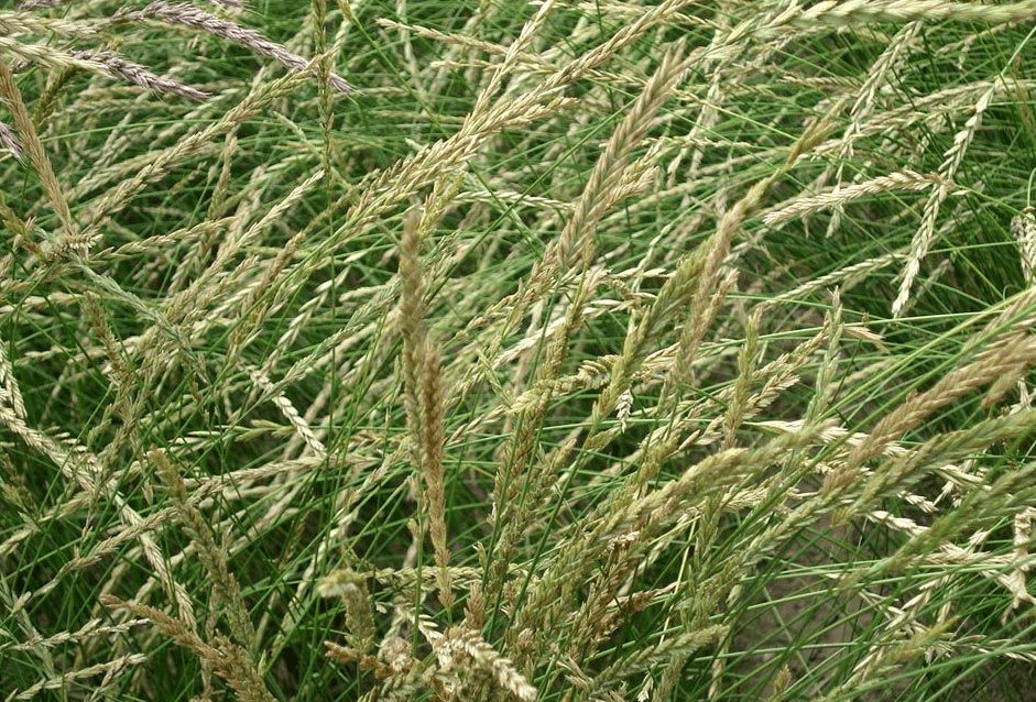 常见冷季型草坪草种类图片