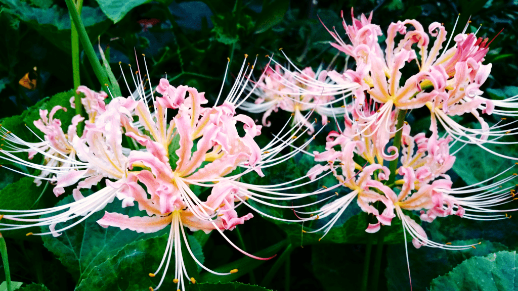 十二生肖中,男人眼中最好看的生肖女,越看越耐看,越看越喜欢