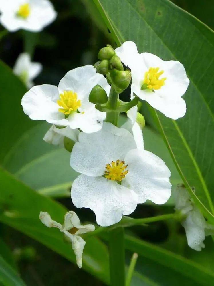 你知道茨菰吗中国哪里的茨菰最好吃