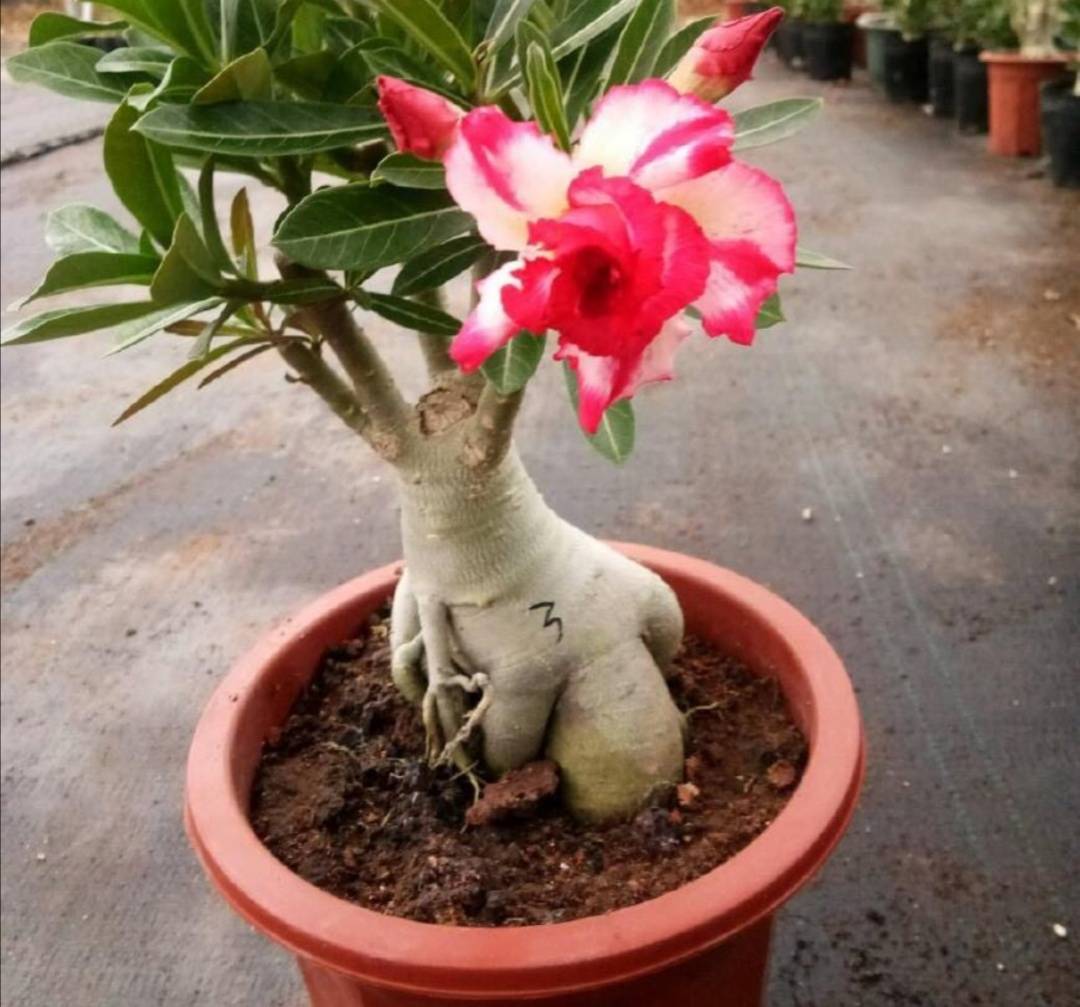 原创煤渣不要扔了用来养花好处多介绍3种煤渣养花的方法