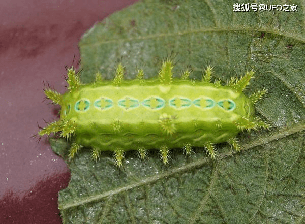 害蟲洋辣子是什麼為什麼賣這麼貴