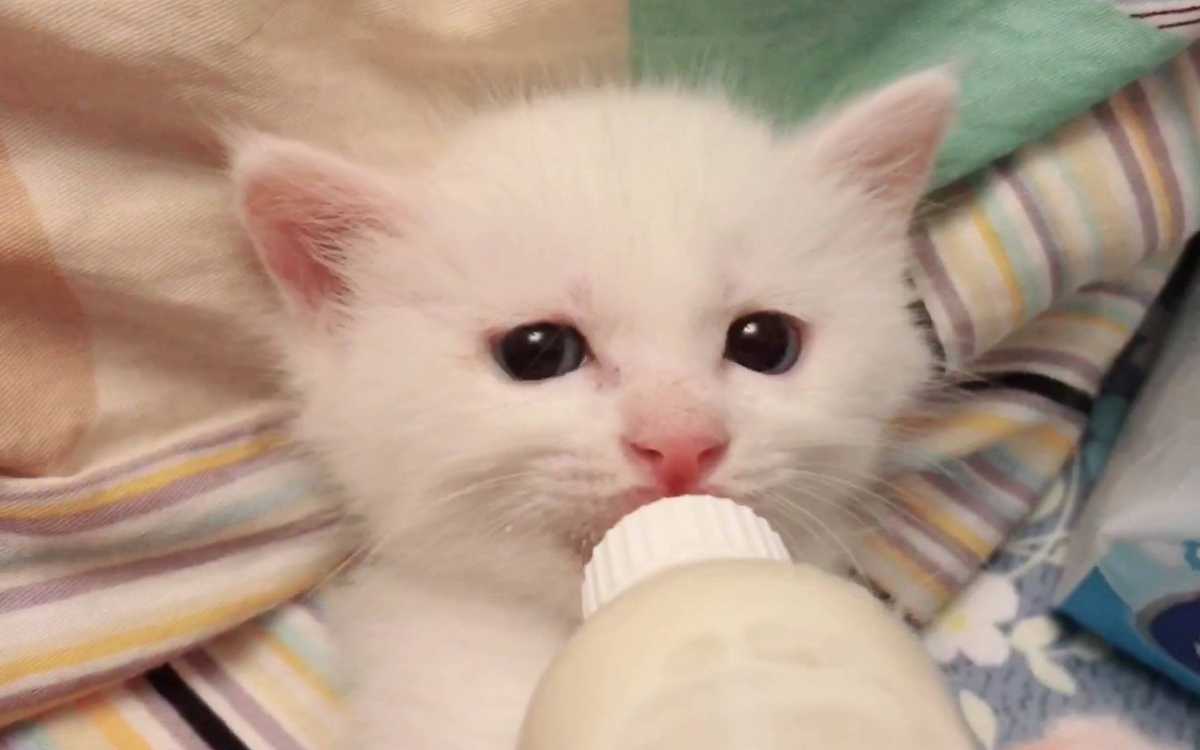 20天的小猫拉稀黄黄的_手机搜狐网