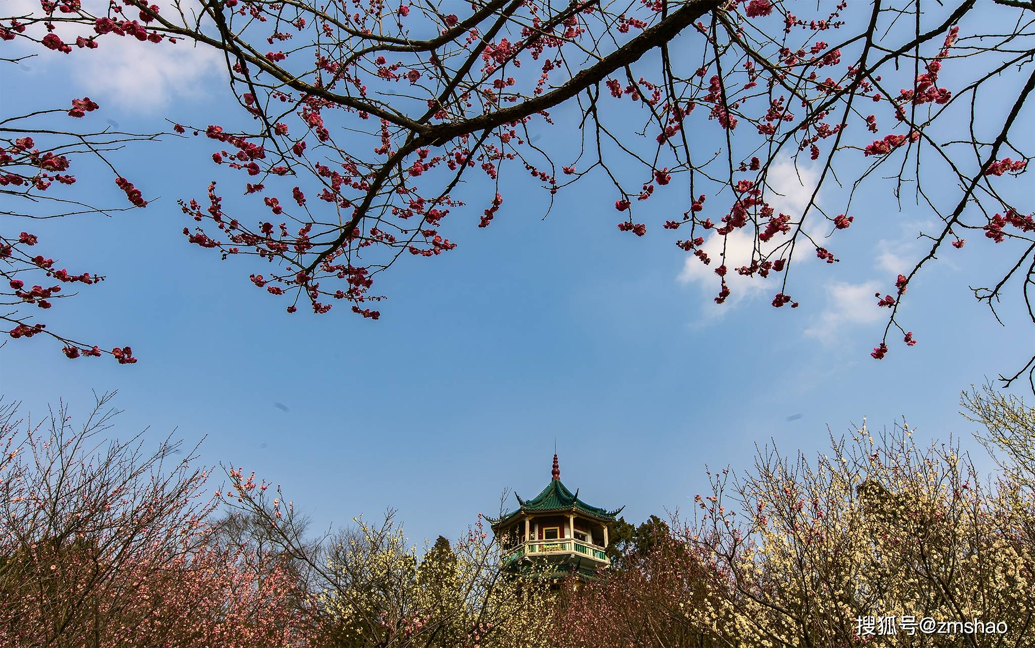 【携程攻略】武汉东湖梅园景点,梅花开了，满山遍野。即有盛开一树的浪漫，又有几点梅影的疏弄。难得…