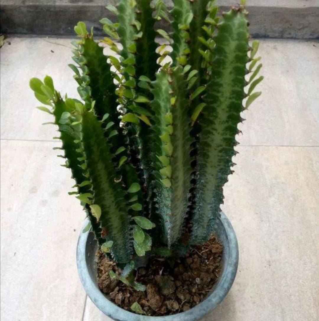 原创养龙骨花掌握这几个技巧植株长得又粗又高极具观赏价值