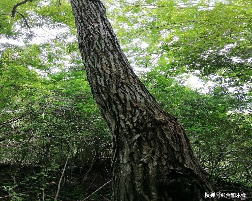 談檀第19檀中美洲黃檀墨西哥紅酸枝中美洲紅酸枝