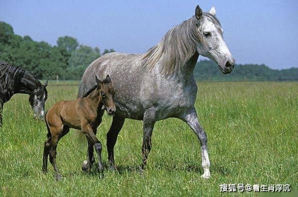 十二生肖马马马2021年做2件事可以改命明年运势直流