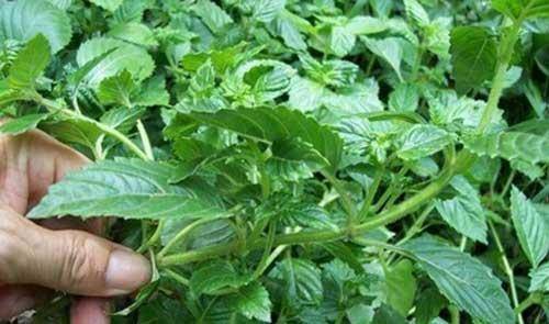 外形似薄荷,人称"仙人草",既是野菜,也是药,清热解暑效果好_味道