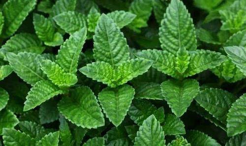 外形似薄荷,人称"仙人草",既是野菜,也是药,清热解暑效果好_味道