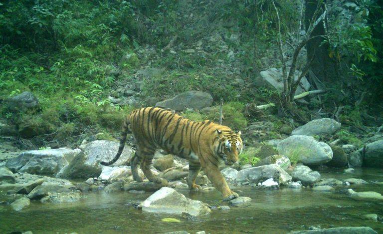 原创痛心!新年第二天,尼泊尔一只10岁老虎死于路杀