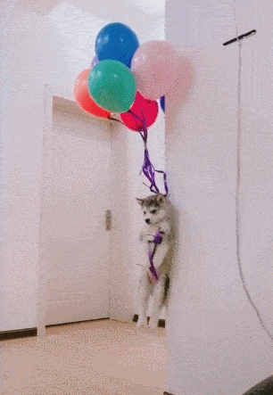 原创小二哈被挂升天,全程淡定无波动,特么被吓傻了!