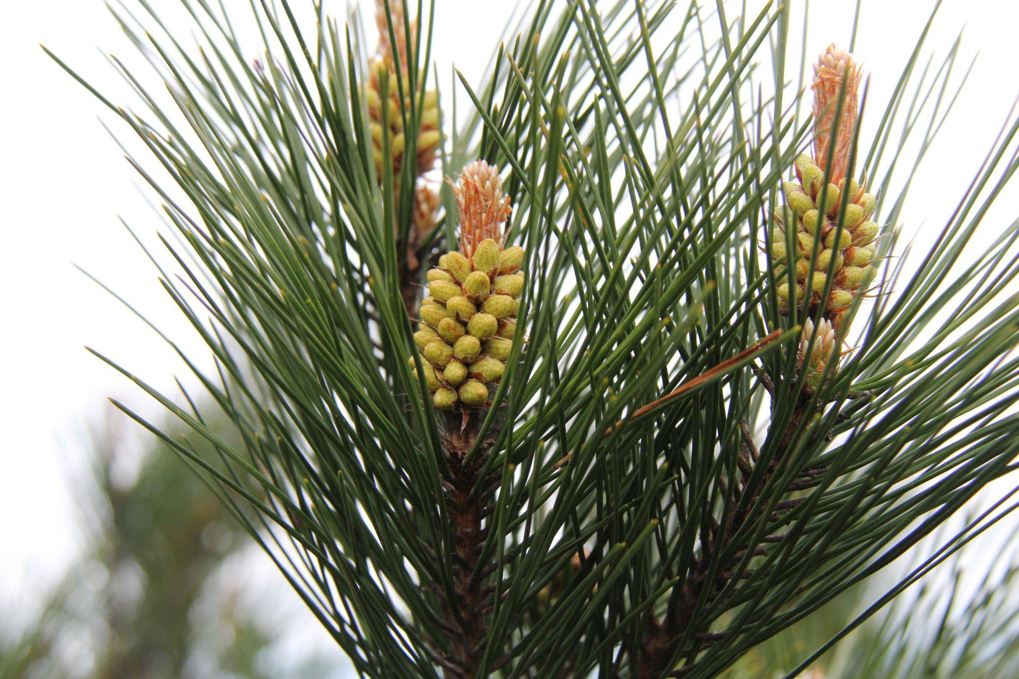庆元植物1369-松科-松属-黄山松