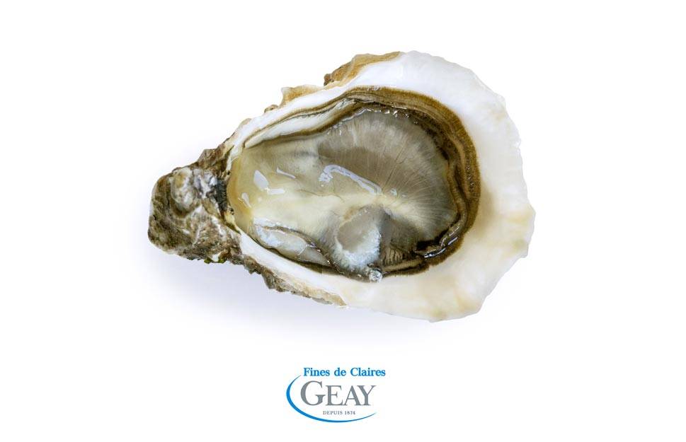 法国生蚝吉列蚝和内地的吉利蚝卡有什么关系