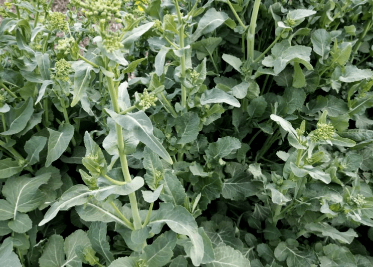 花肥,油菜的花荚期较长,一旦发现植株出现脱肥植株时,要及时补施花叶