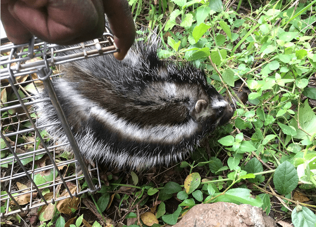 各式各样的防御机制,比如乌龟的壳,穿山甲的鳞,豪猪的刺,臭鼬的毒等等