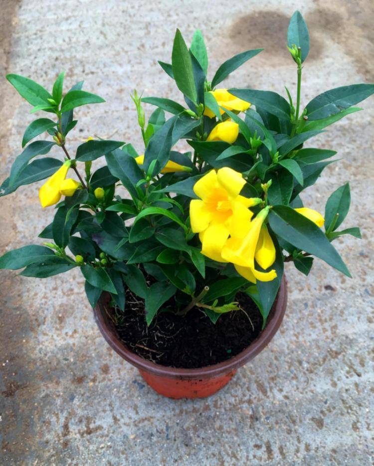 好闻的"香水花",天冷开花一开开满盆,养一盆吧!