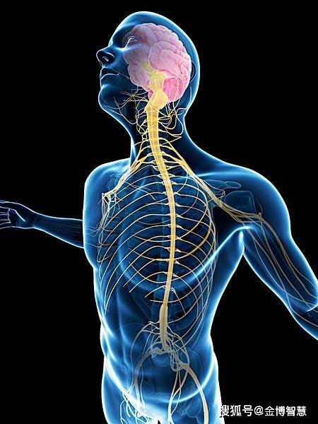 神经反馈训练大讲堂1人的神经系统是如何组成的