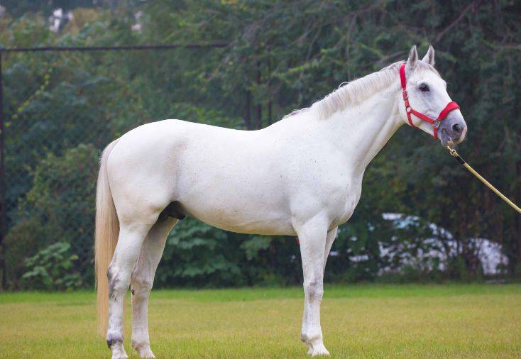 原创生肖马属马人上上等婚配找对人了能旺三代月老做媒准没错