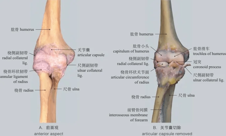 图1-56 肘关节