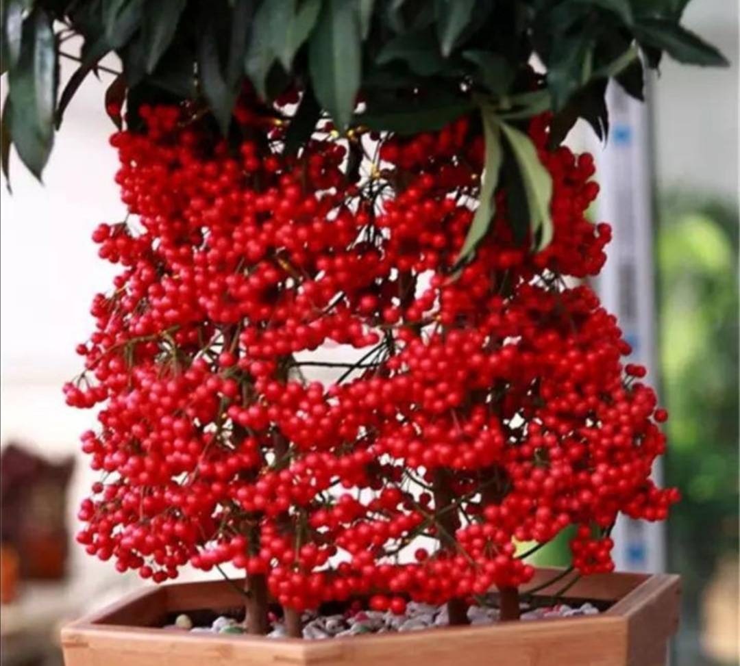 原创春节到,家里养2种盆栽,喜庆又漂亮,寓意更好