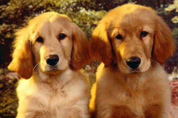 原创属狗人有福了2021年属狗人每月运势分享你的运势如何