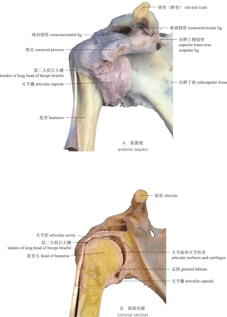 高清圖譜 :運動系統:骨連結_joints