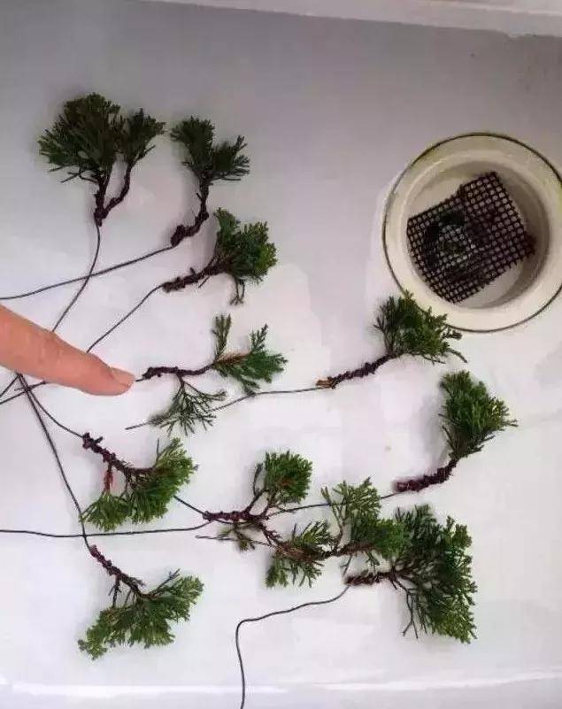 6,扦插时可用铝丝将插穗做弯,是缩短培养素材的年限的好方法.