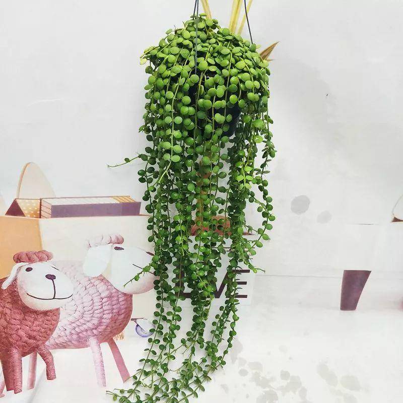 翡翠珠植物的养殖方法图片