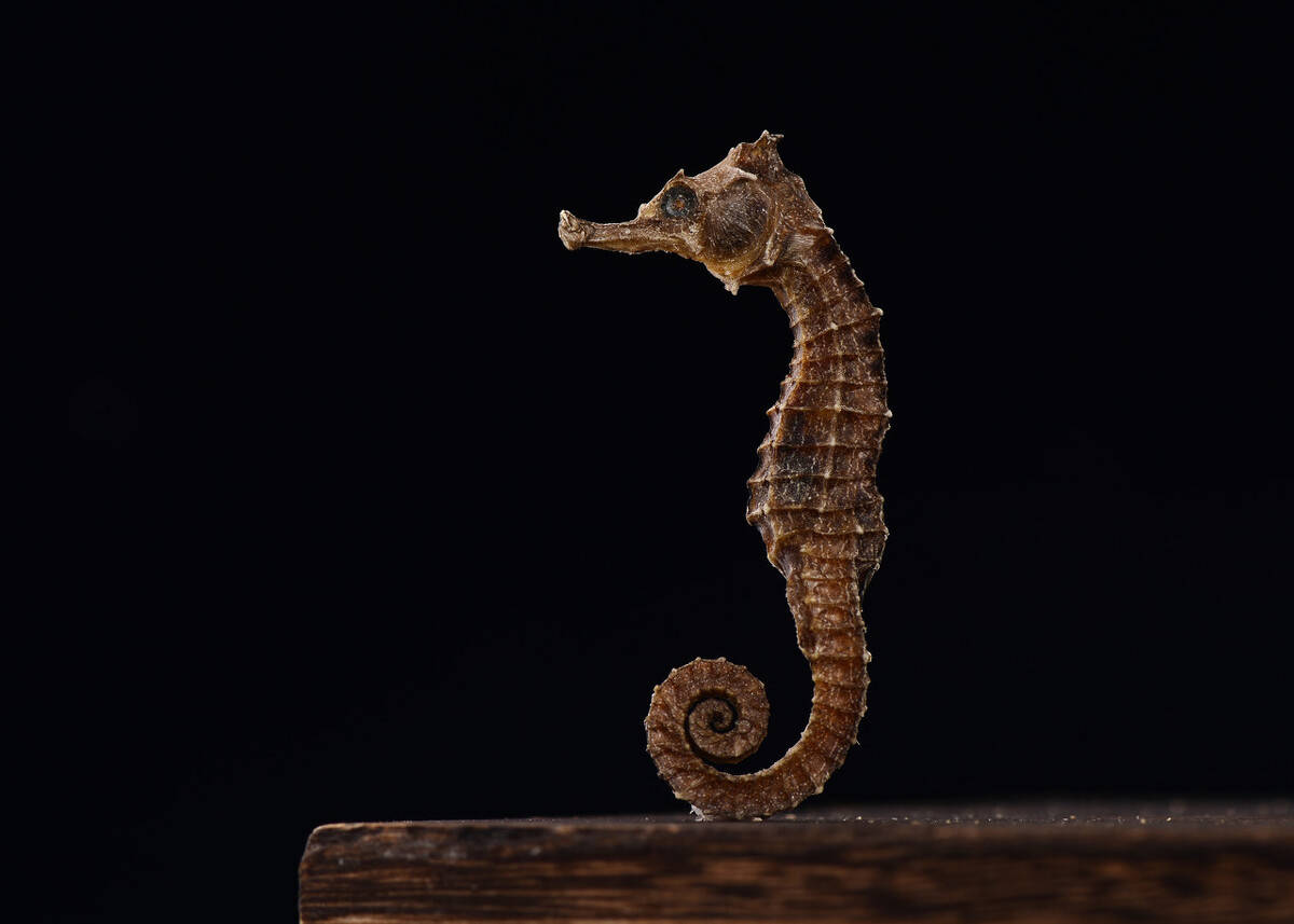 猎奇五十种海马濒临灭绝一夫一妻制的海马生存举步维艰