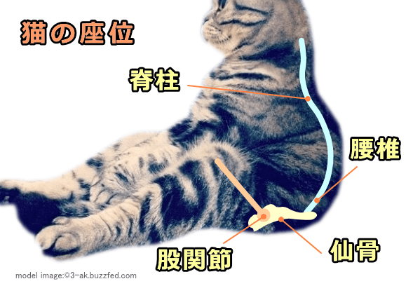 猫咪像人一样坐着,是病了吗?