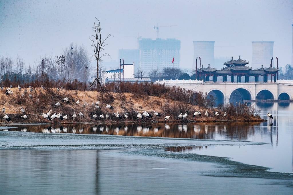 河南商丘鸟界国宝在南湖翩翩起舞