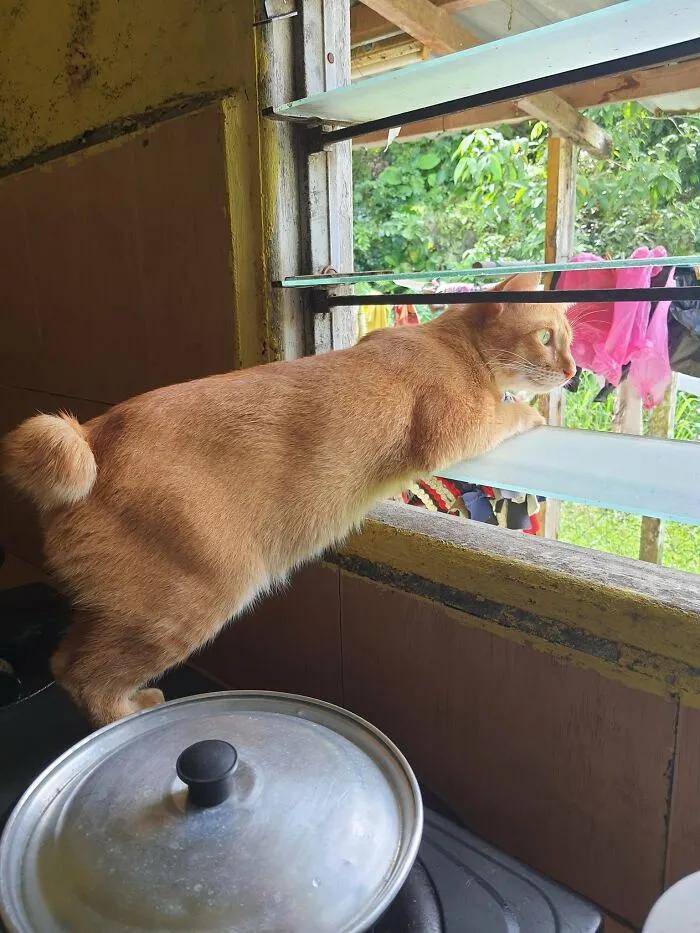 18张图片证明:猫咪看热闹的本事堪比村口的大妈!