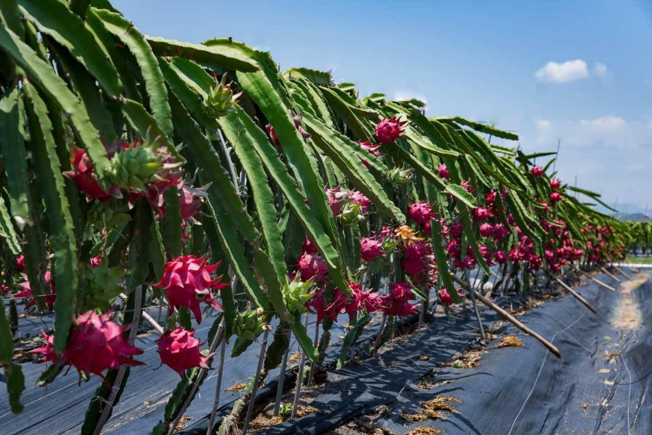 種植火龍果用什麼水溶肥好火龍果的施肥技術你掌握了多少