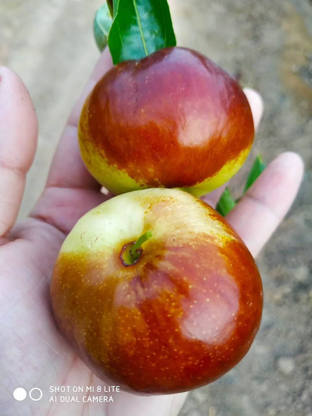 蟠枣有那些优点和缺点