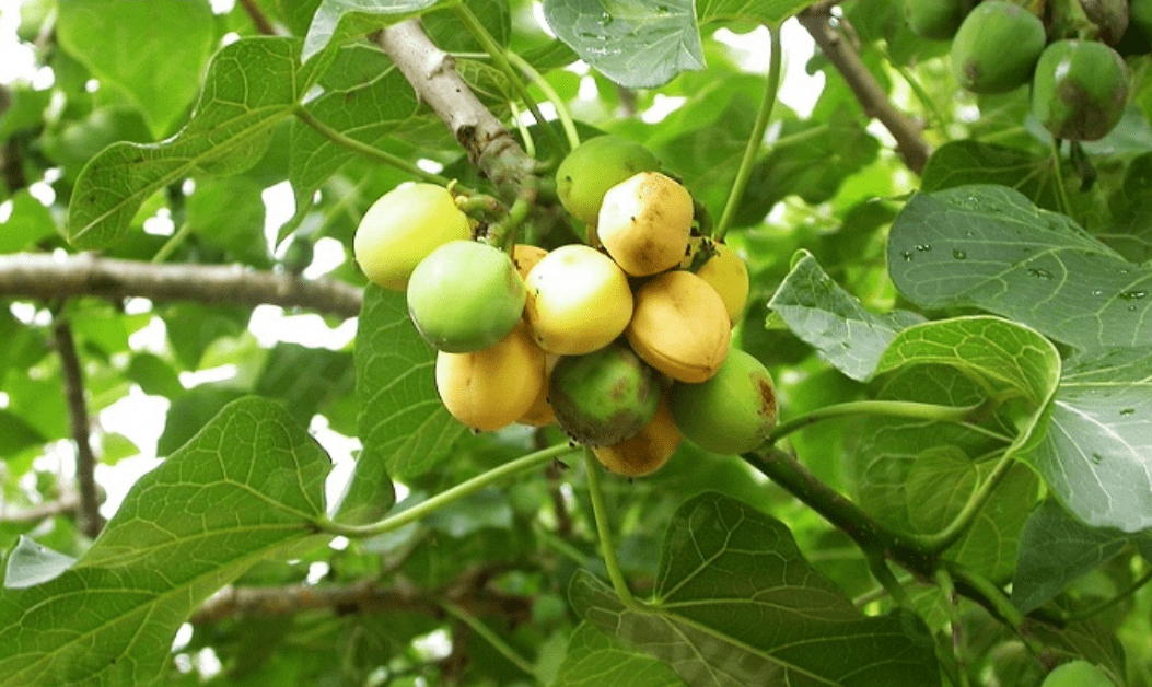 科学家发现多种石油树某一类1株年产40升燃油可以直接用