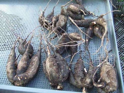 原创农村随处可见傍晚才开的花根部被叫做钻地老鼠煲汤是一绝