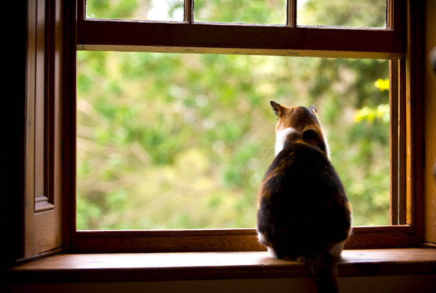 猫咪没事就站在窗台看当你出门时主子真的会想念你吗