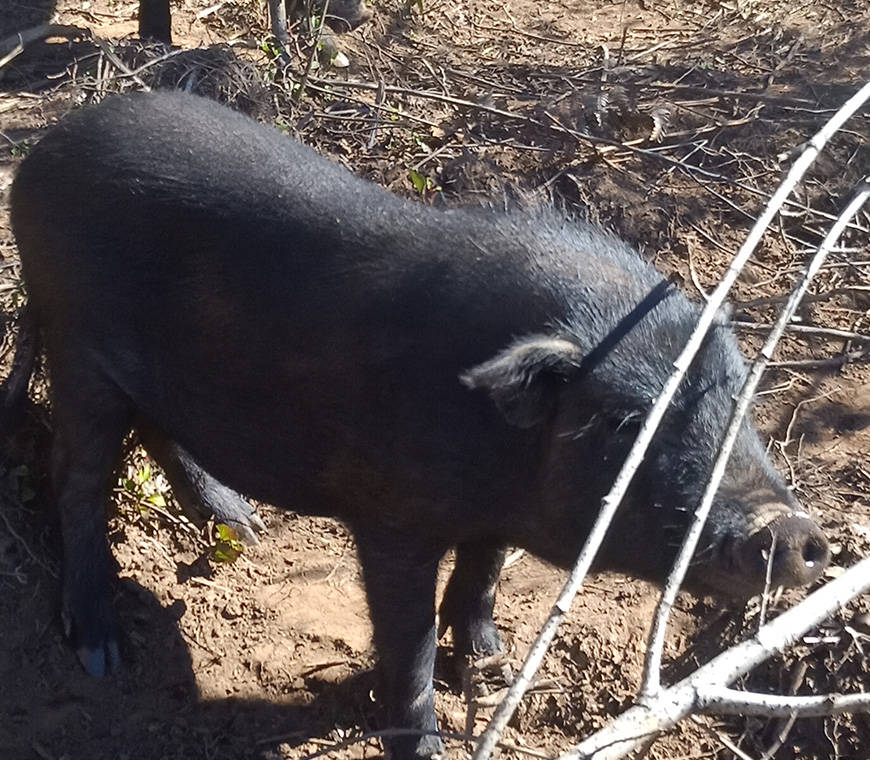黑猪肉竟然这么特殊,怪不得卖得这么贵!