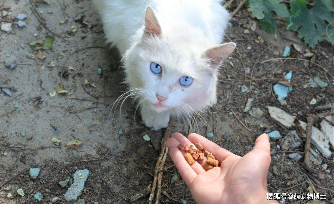 眼里有星辰大海的白猫:让它最美的,伤它最深!