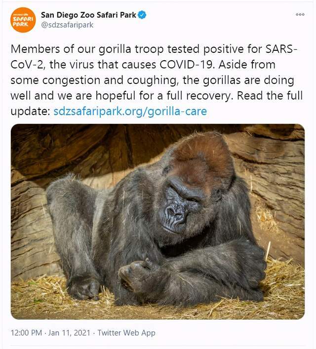 美国圣地亚哥动物园大猩猩新冠病毒测试呈阳性