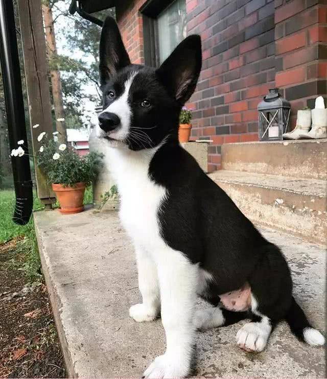 国内罕见的卡累利阿熊犬打得过熊的狗狗赶起熊来跟放羊似的