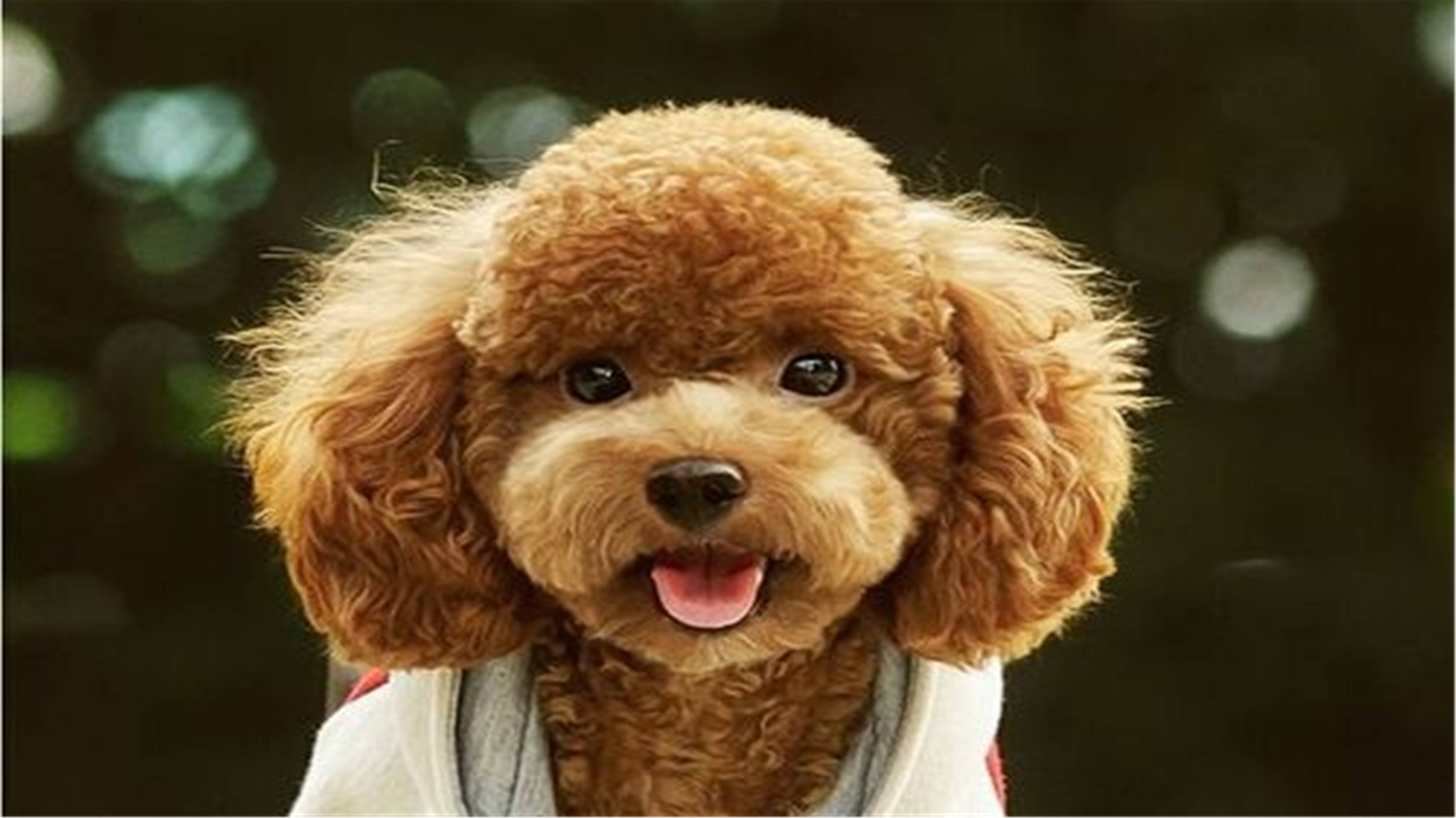 新买的灰泰迪泪痕巨严重