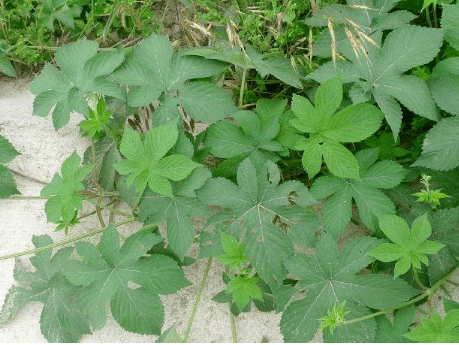 浑身是刺,被农民当成害草,却不知价值高,10元1斤,你家乡有吗