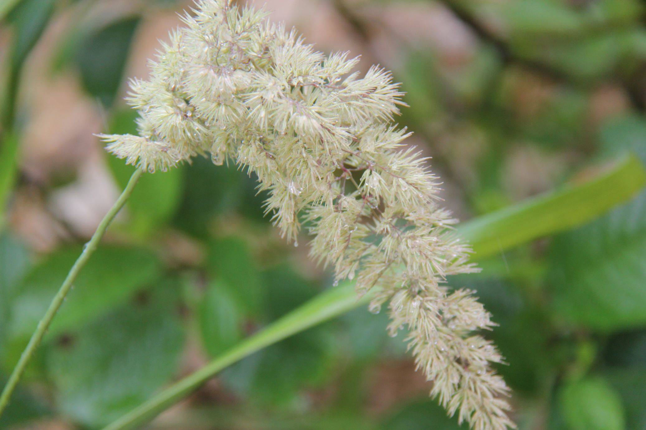 庆元植物1378禾本科拂子茅属密花拂子茅变种