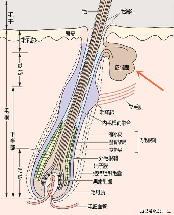 如何正确的去黑头?怎样才能减少黑头的生成?_毛孔