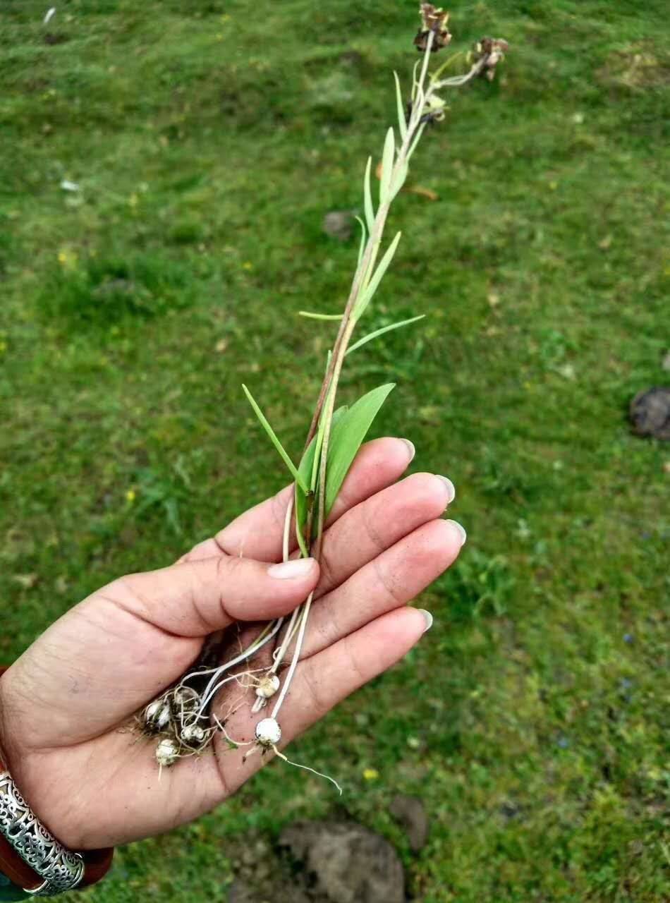 山中遇到这植物,应尽量保护,最高一斤2000元,我国特有植物_手机搜狐网