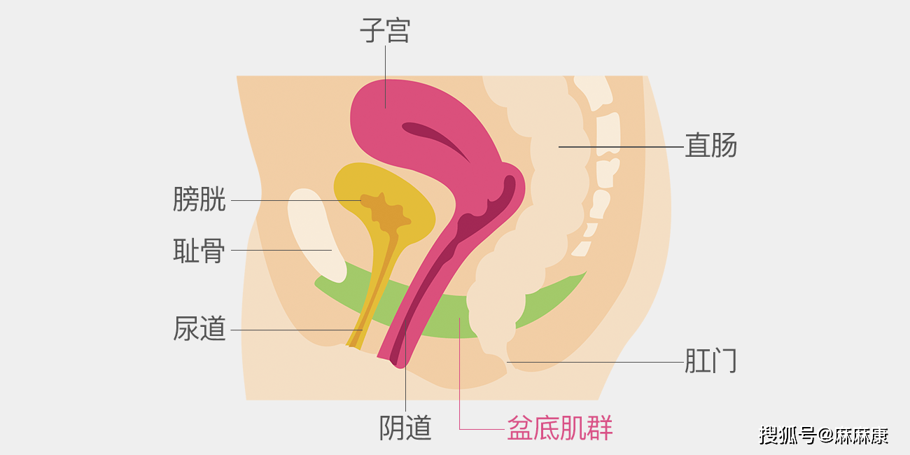 通俗地说,它就像盆腔底部的一张弹簧床,主要作用是承托和支撑膀胱